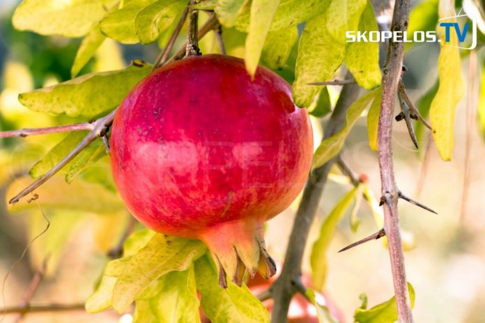 Pomegranate Skopelos TV