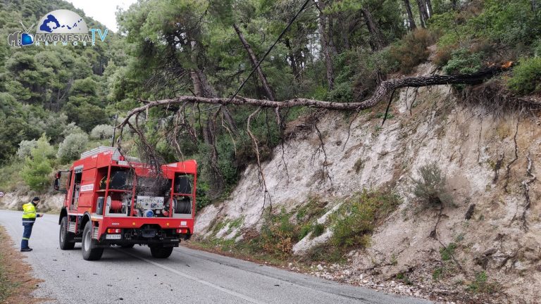 Κλήμα Σκοπέλου Δέντρο καλώδια ΔΕΗ (1)