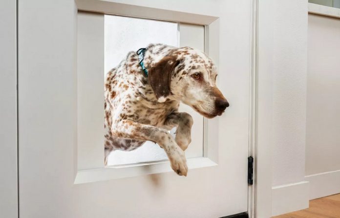 MyQ Pet Portal: High Tech πόρτα σκύλου με μόλις… $3