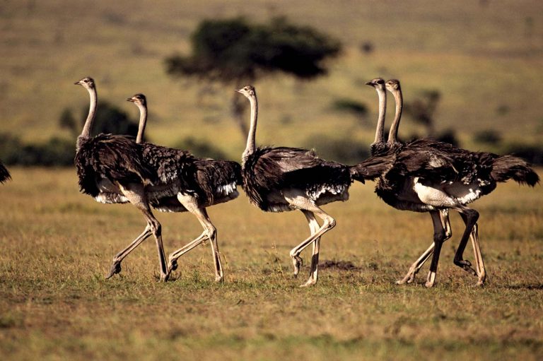 Ostriches